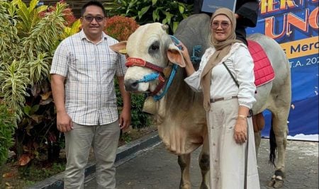 Dari Kandang ke Kampus: Kisah Inspiratif Wisudawan UNMER yang Bawa Sapi Saat Wisuda
